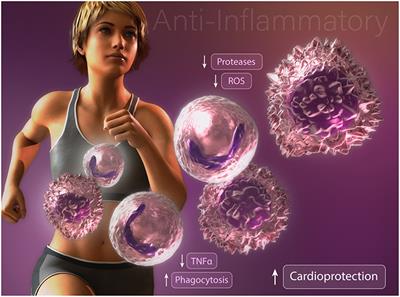 Do Changes in Innate Immunity Underlie the Cardiovascular Benefits of Exercise?